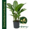 Aglaonema green- Chinese Evergreen