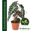 Alocasia Polly