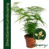 Asparagus Fern