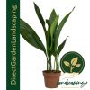 Aspidistra elatior Cast Iron Plant