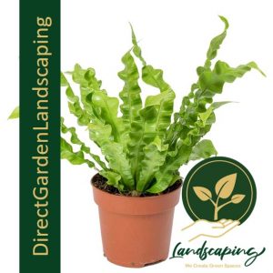 Asplenium Crispy Wave Fern