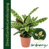 Calathea - Rattlesnake Plant