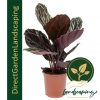 Calathea Roseopicta Dottie