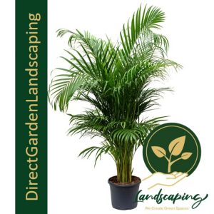 Chrysalidocarpus lutescens - yellow Palm