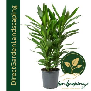 Cordyline green