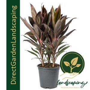 Cordyline red