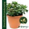 Crassula ovata green - Jade Plant