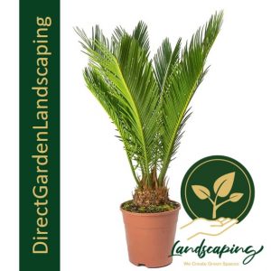 Cycas revoluta - Sago Palm