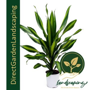 DRACAENA FRAGRANS