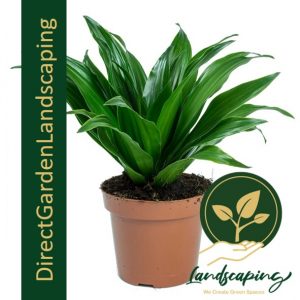 DRACAENA FRAGRANS green