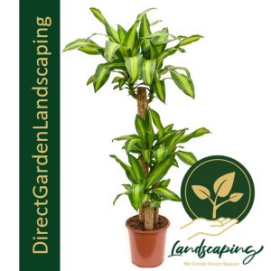 DRACAENA FRAGRANS iron tree