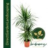 DRACAENA MARGINATA - Dragon tree