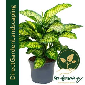 Dieffenbachia - Dumb Cane