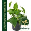 EPIPREMNUM AUREUM - MONEY PLANT