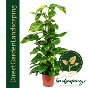 EPIPREMNUM AUREUM - MONEY TREE PLANT