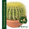 Echinocactus grusonii - Golden Barrel Cactus