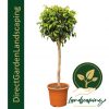 Ficus microcarpa - Chinese Banyan Single