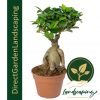 FICUS GINSENG BONSAI