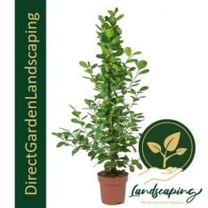 Ficus Moclame (Indian Laurel)