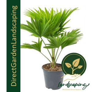 Livistona rotundifolia Round-leaf fountain palm