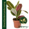 Maranta leuconeura Erythroneura - Prayer plant- Herringbone plant