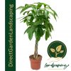 Money Tree plant