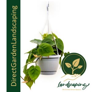 Philodendron scandens - Heartleaf Philodendron - Sweetheart Plant