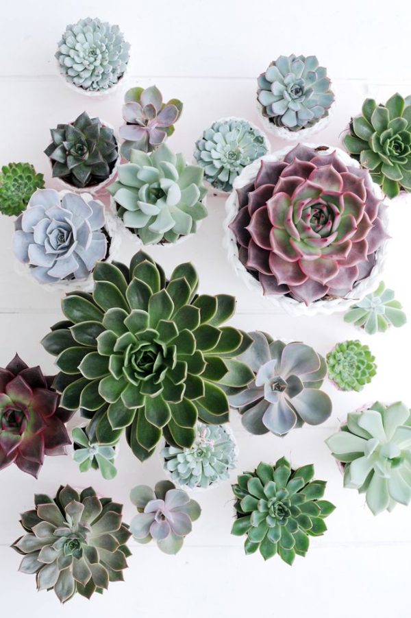 Special Offer Plants Online. Plants on Sale. Free Delivery SIngapore DGL