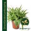 cchlorophytum - spider plant