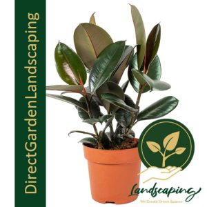 ficus-elastica-rubber-plant