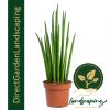 sansevieria-bacularis-snake-plant