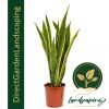 Sansevieria trifasciata Laurentii Mother-in-law's tongue snake plant 2 tone