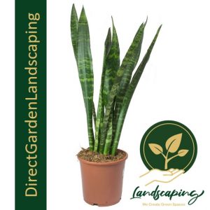 Sansevieria trifasciata Laurentii green Mother-in-law's tongue snake plant