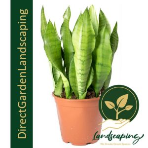 sansevieria-trifasciata-moonshine