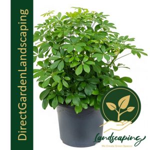 schefflera-arboricola-dwarf-umbrella-tree