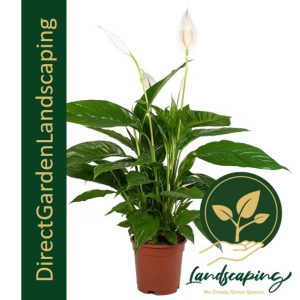 spathiphyllum-peace-lily plant