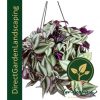 tradescantia-zebrina-inch-plant