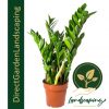 zamioculcas-zamiifolia-zz-plant zam zam