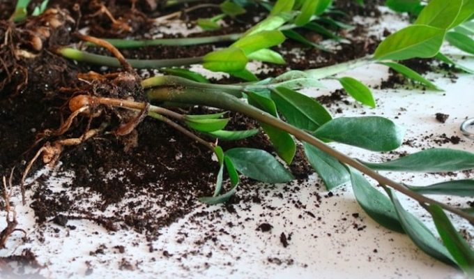 Common Problems in Caring for Zamioculcas Zamiifolia Plants