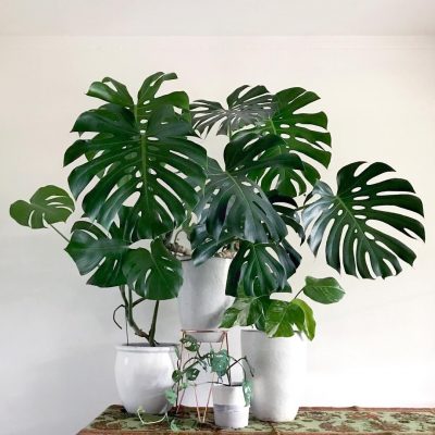 Everything You Need to Know About Monstera Plants - Singapore's #1 ...