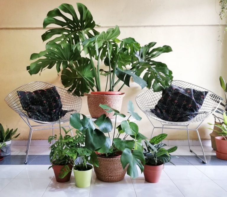 Everything You Need to Know About Monstera Plants Singapore's 1