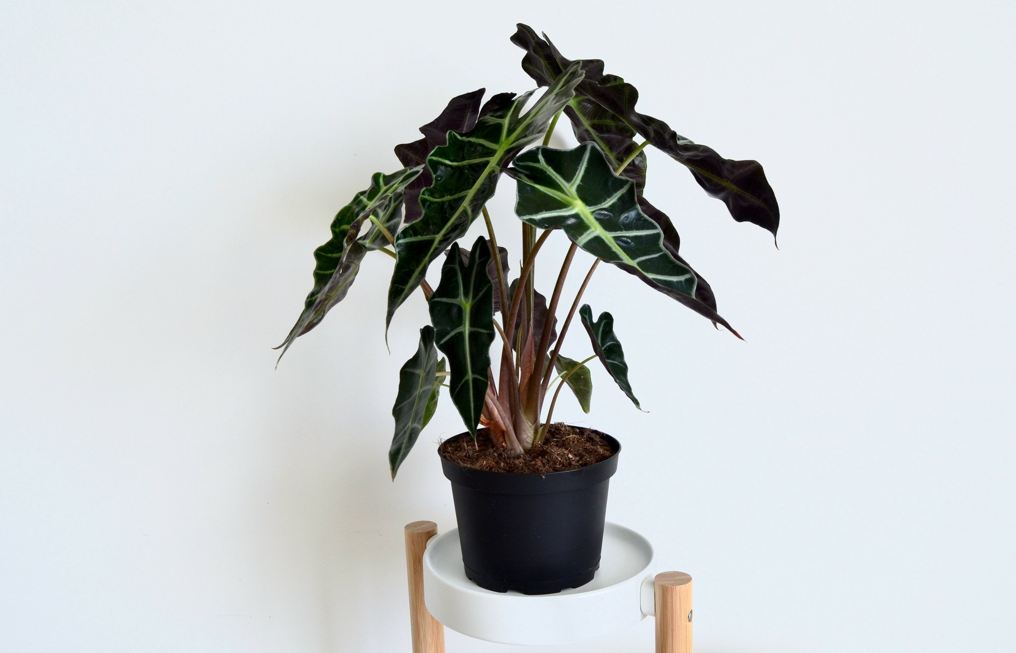 the most popular uses for alocasia plant