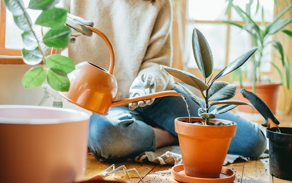 5 Clear Signs of Overwatering Plants Singapore's 1 Gardening