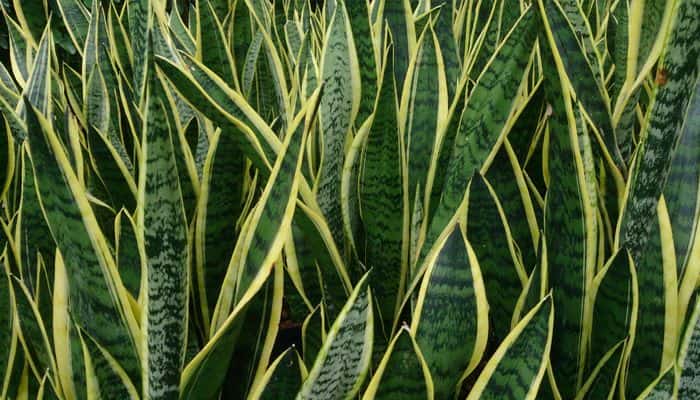 4 unique varieties of sansevieria you need to know