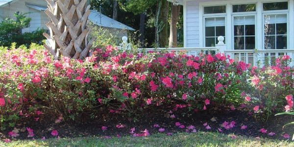 Azaleas