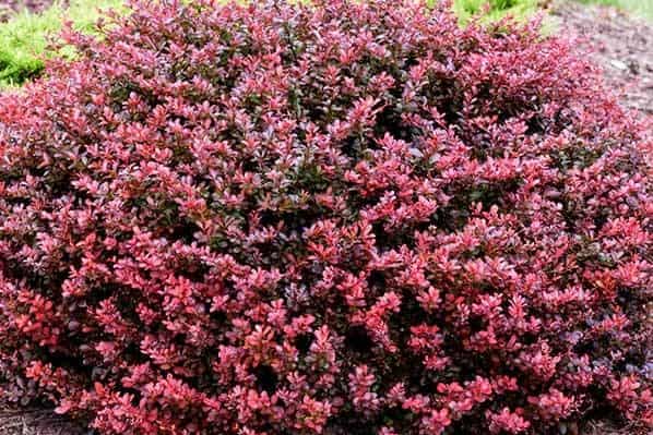 Barberry