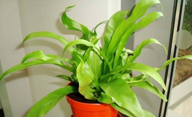 Bird’s Nest Fern