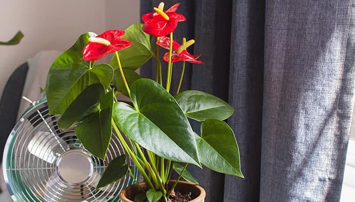 Care for Anthurium Red- Light