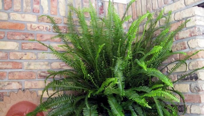 Consider Plants that Love Humid Environment