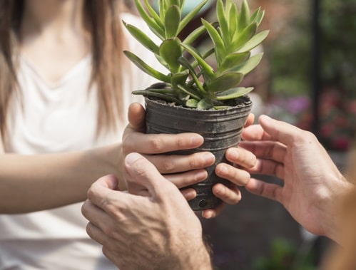 Entrust the Plants to Your Family or Friends